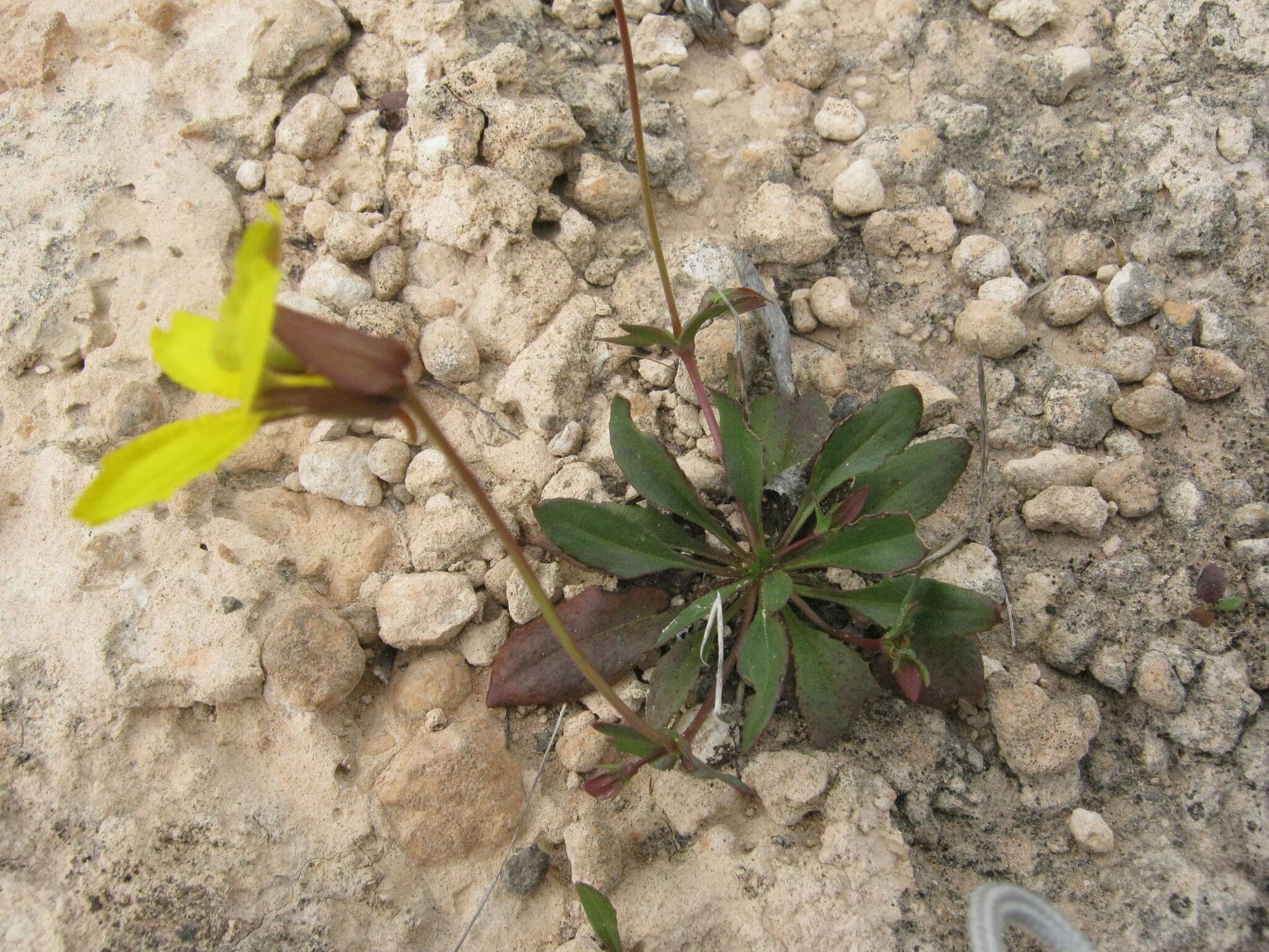 Image of Goodenia arguta