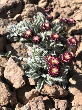 Image of Leucheria purpurea (Vahl) Hook. & Arn.