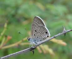 Image of Bright Babul Blue