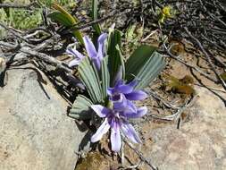 Image of Babiana cuneata J. C. Manning & Goldblatt