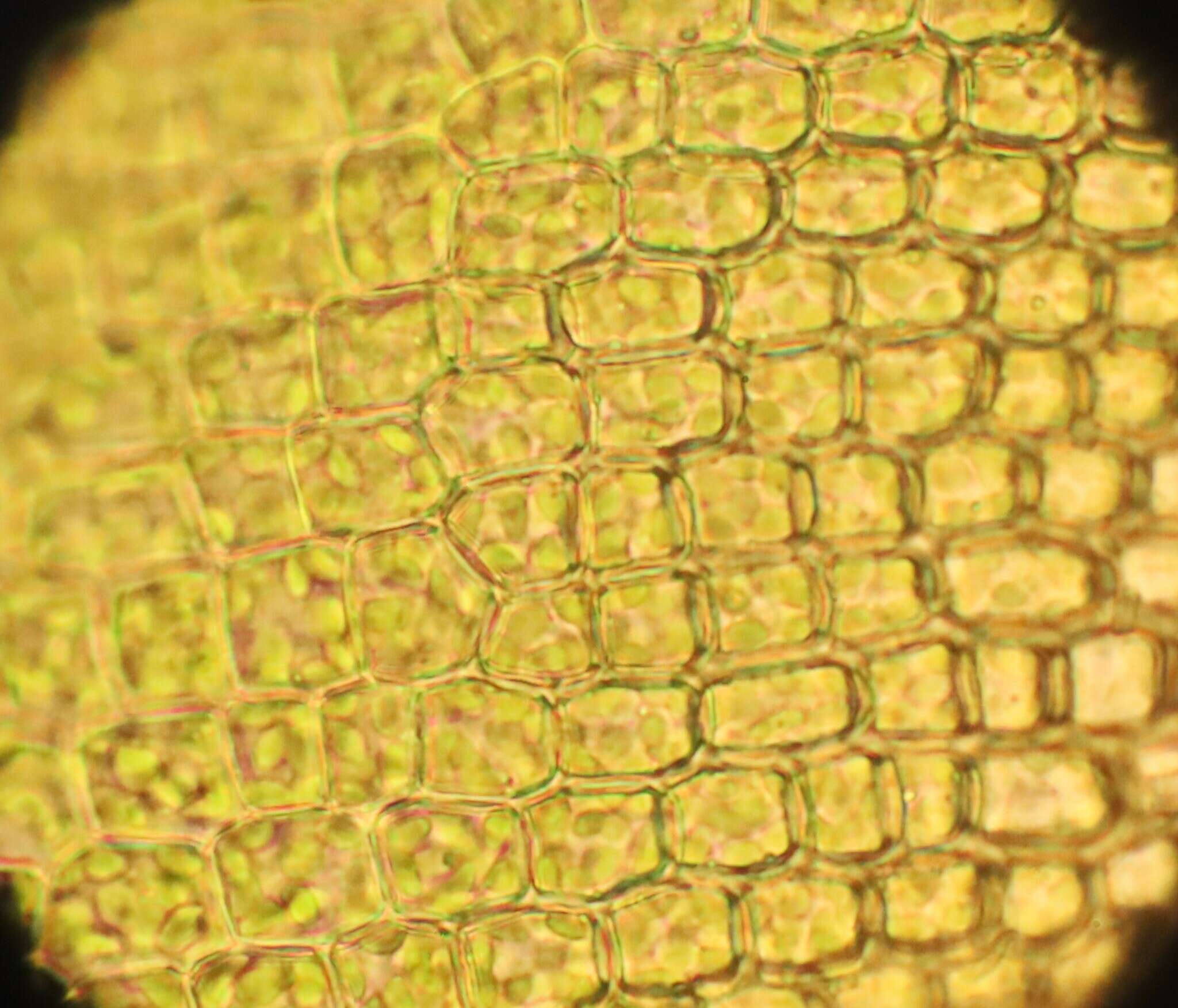 Image of Wright's jaffueliobryum moss