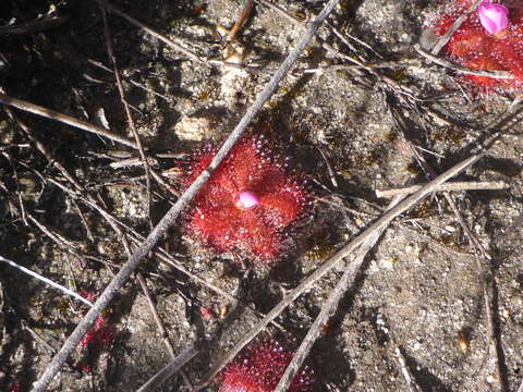 Image of Drosera acaulis L. fil.