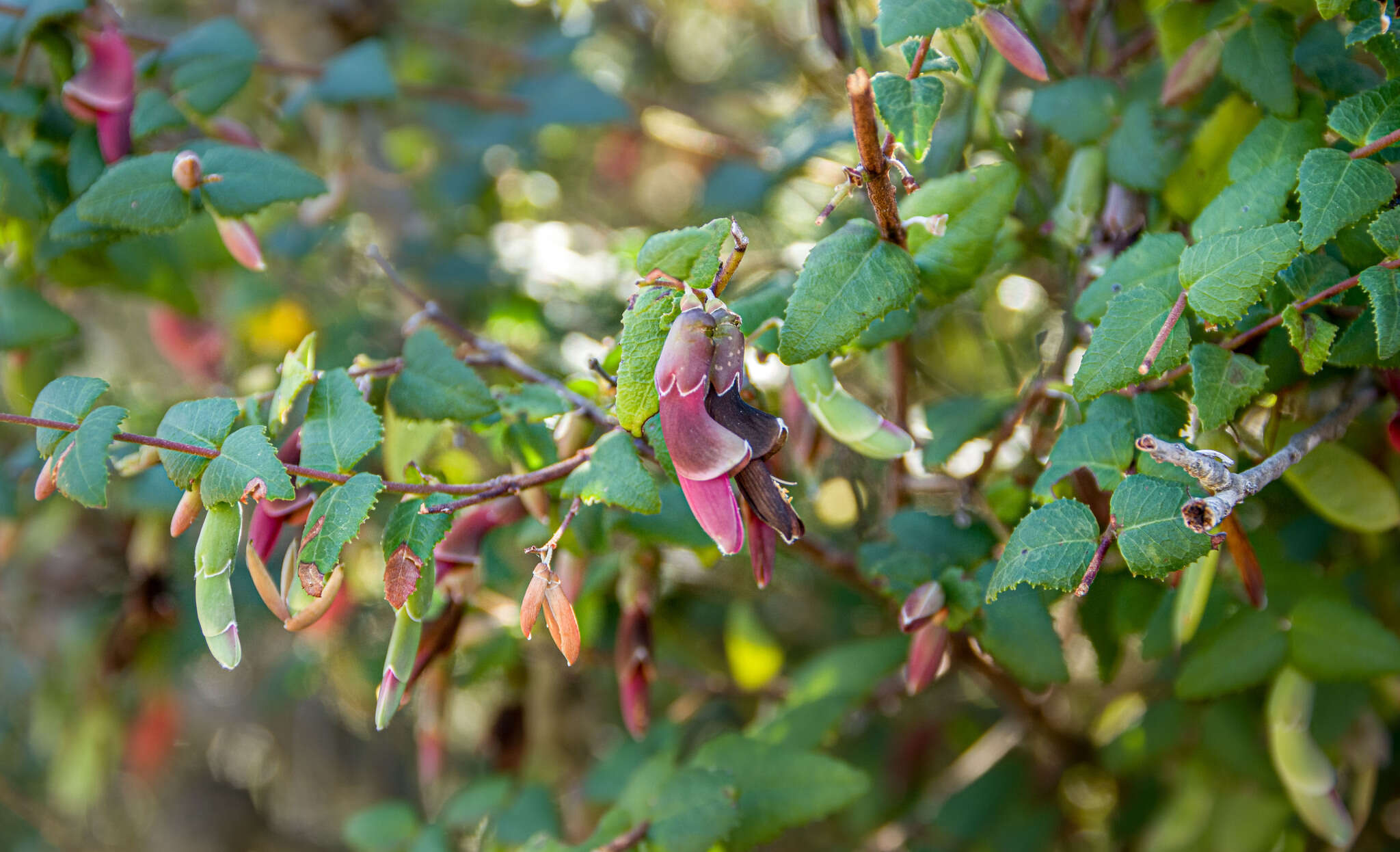 Sivun Bossiaea dentata (R. Br.) Benth. kuva