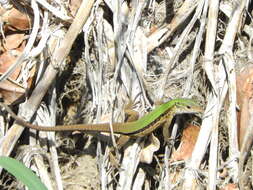 Image of Kentropyx altamazonica (Cope 1875)