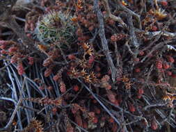 Image of red stonecrop