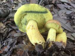 Imagem de Boletus luridellus (Murrill) Murrill 1938