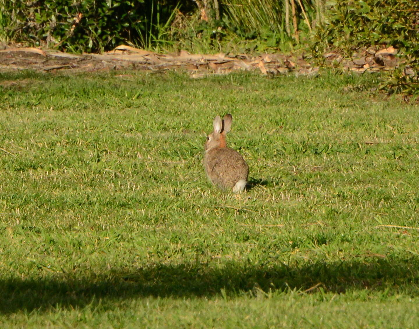 Image of Oryctolagus cuniculus cuniculus (Linnaeus 1758)