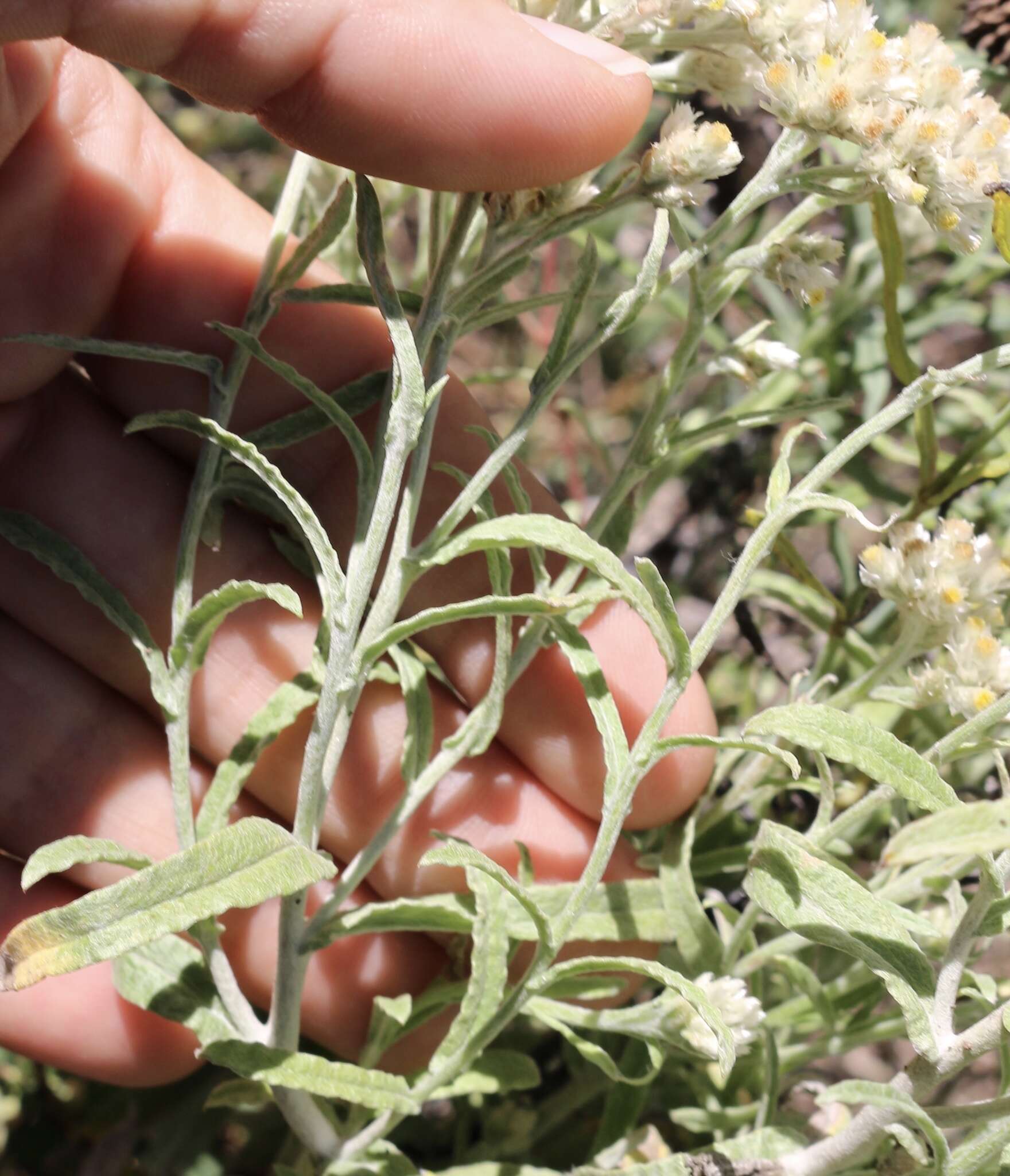 Слика од Pseudognaphalium canescens (DC.) A. A. Anderberg