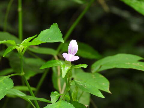 Image of Dicliptera tinctoria