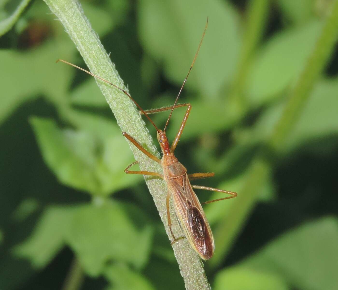 Image of Zelus cervicalis Stål 1872