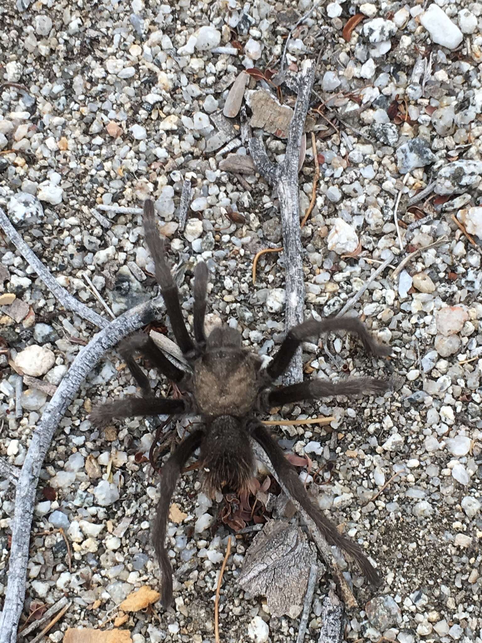 Image of Aphonopelma eutylenum Chamberlin 1940