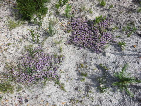 صورة Aspalathus argyrella MacOwan