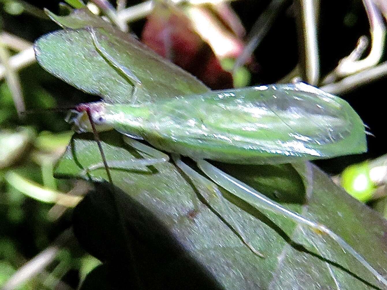 Image of Different-horned Tree Cricket