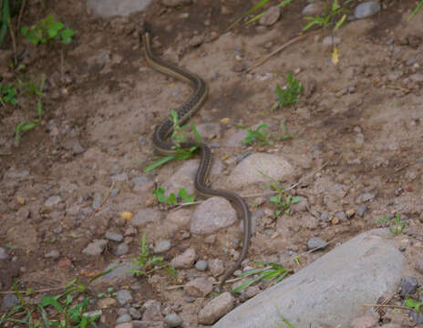 Sivun Thamnophis elegans vagrans (Baird & Girard 1853) kuva