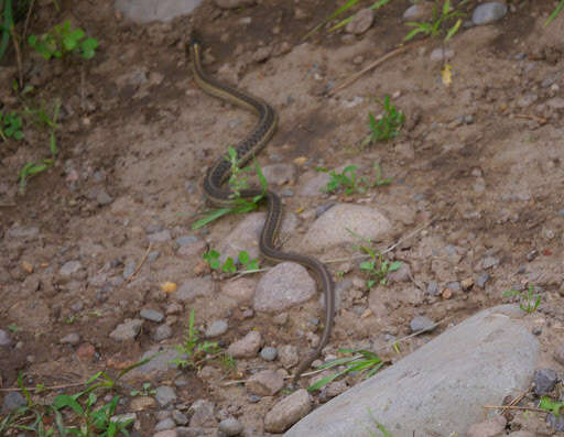 Image of Thamnophis elegans vagrans (Baird & Girard 1853)