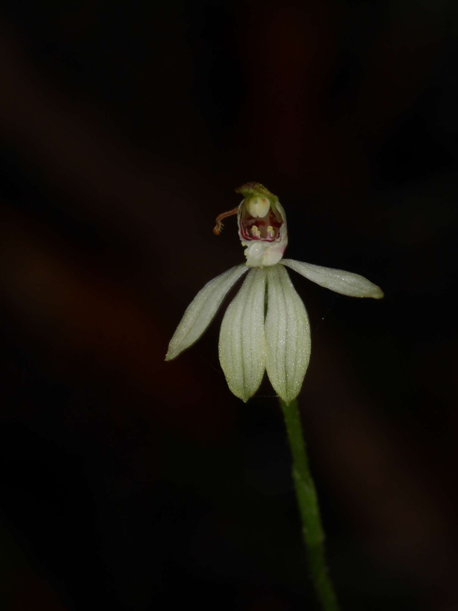 Image de Caladenia chlorostyla D. L. Jones, Molloy & M. A. Clem.