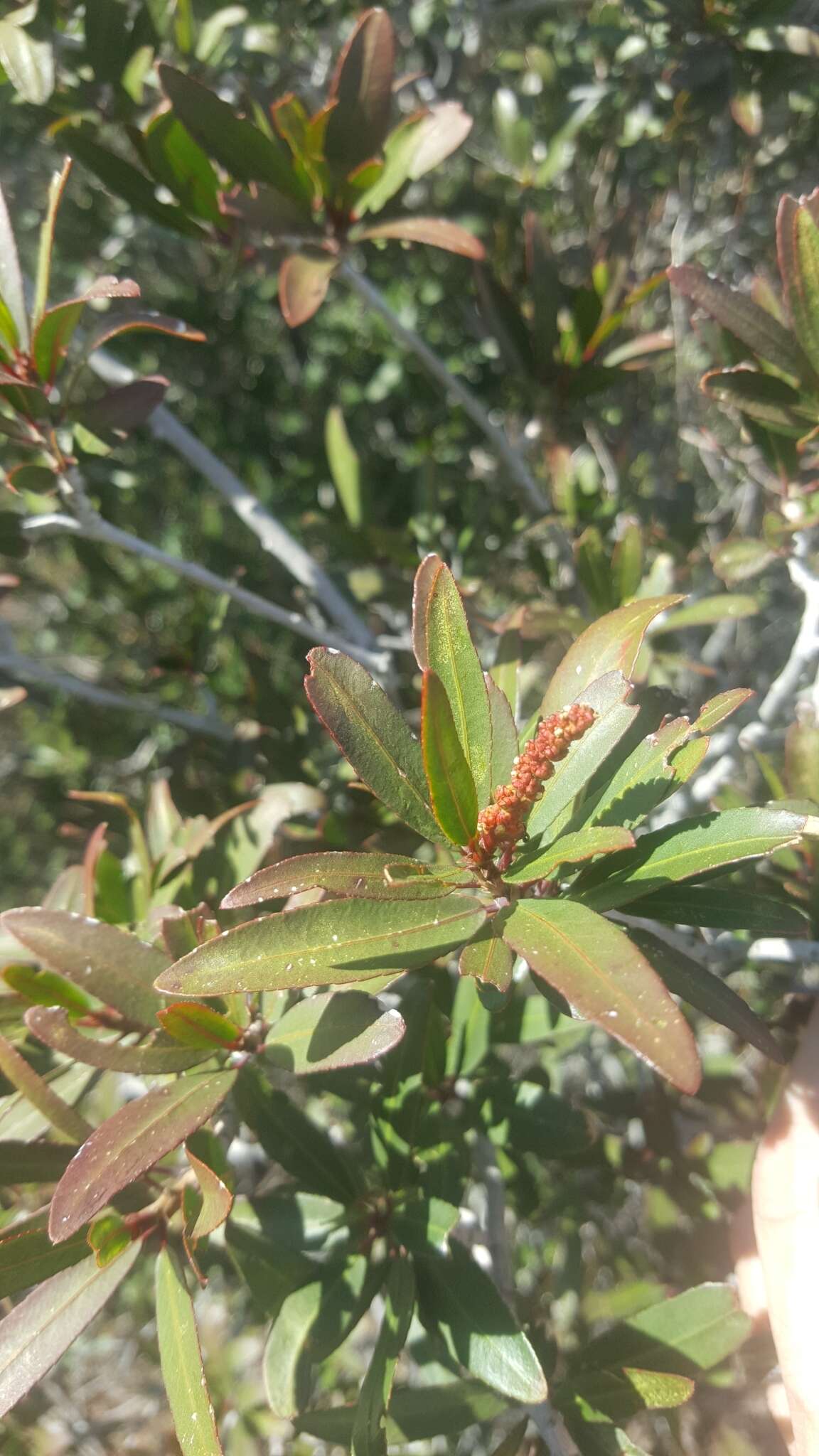 Imagem de Pleradenophora bilocularis (S. Watson) Esser & A. L. Melo