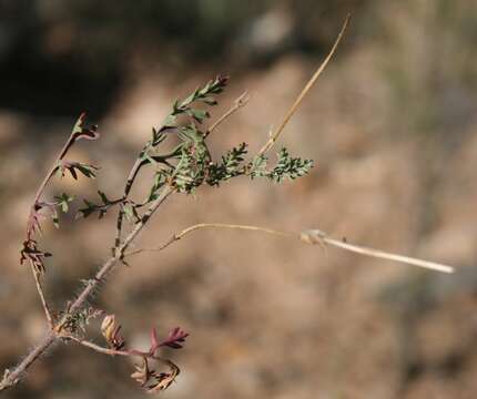 Image of Pelargonium caucalifolium subsp. caucalifolium