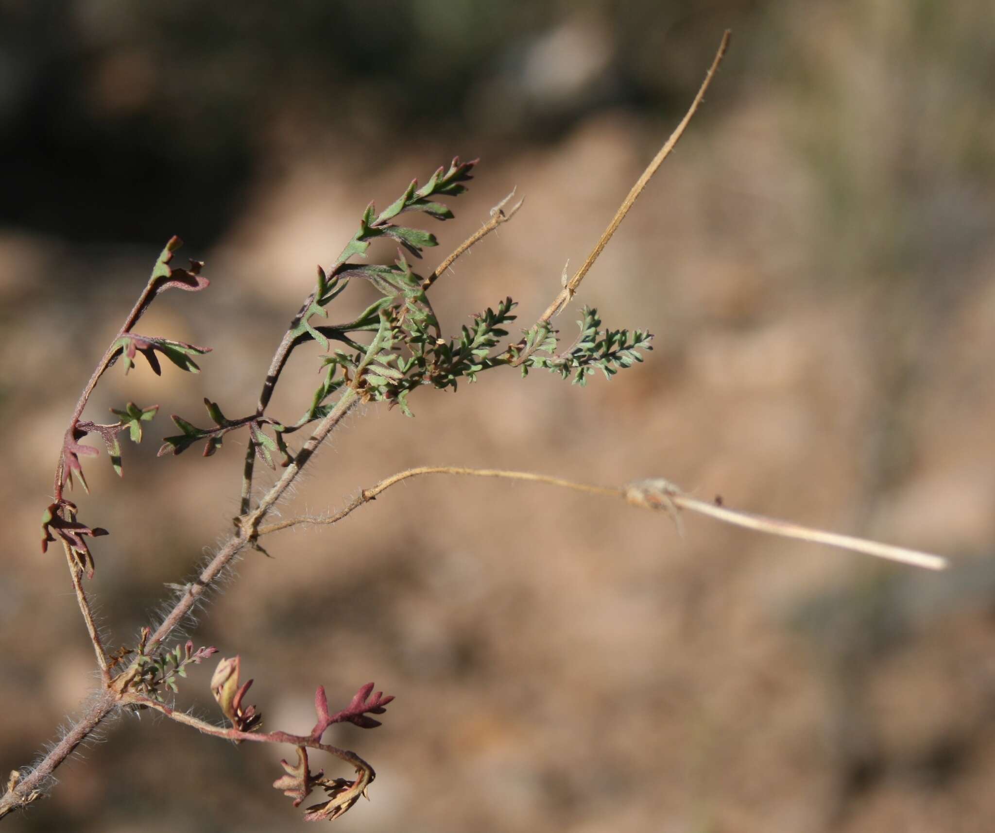 Image of Pelargonium caucalifolium subsp. caucalifolium