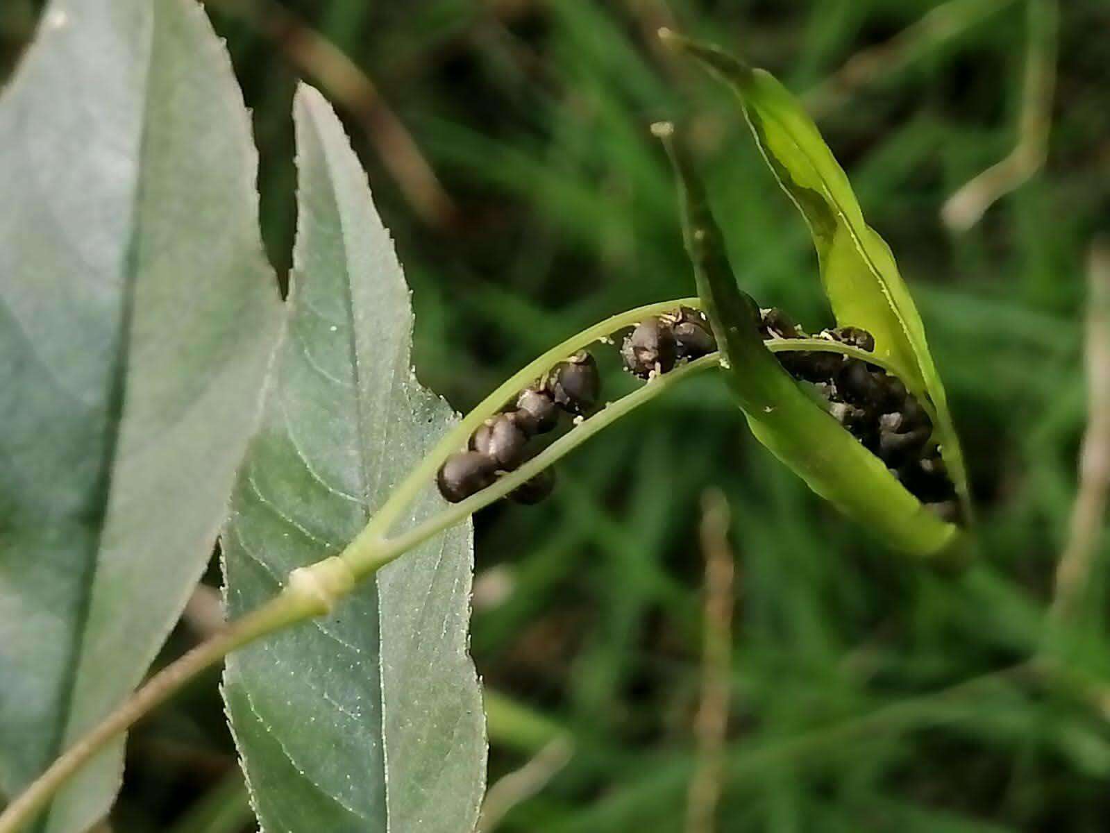 Image of toothed spiderflower