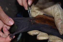 Image of Spear-nosed Bats.