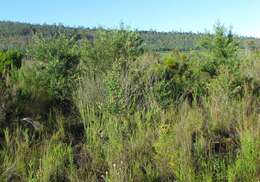 Image of Hakea salicifolia subsp. salicifolia