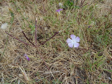 Слика од Dianthus gallicus Pers.