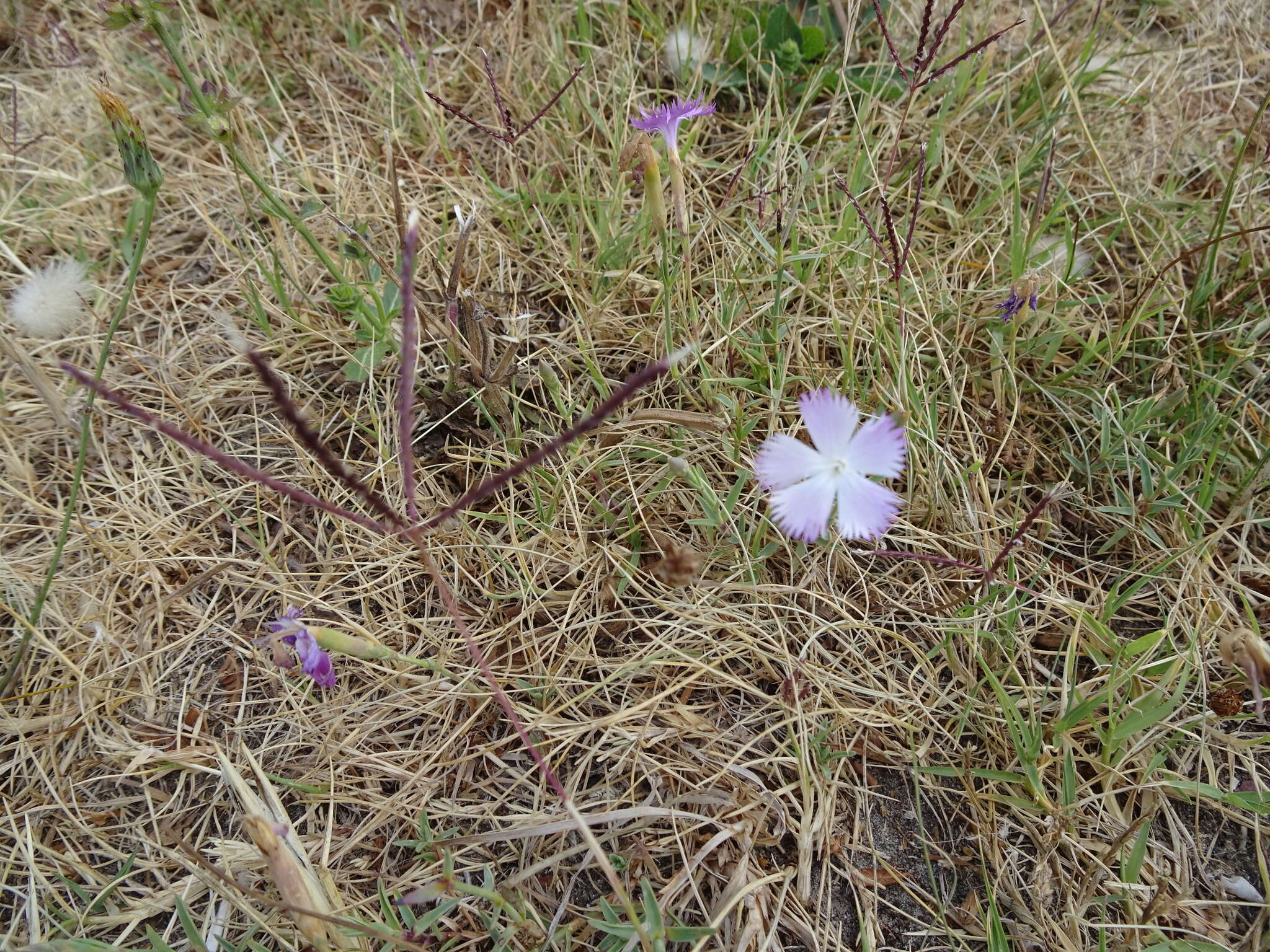 Слика од Dianthus gallicus Pers.