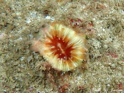 Image of Caryophyllia subgen. Caryophyllia Lamarck 1801