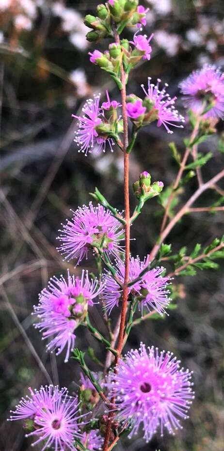 صورة Kunzea opposita F. Müll.