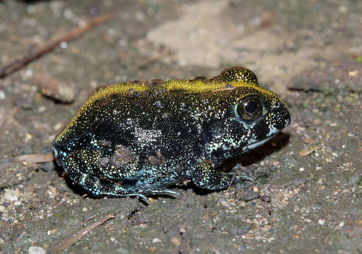 Image of Pyxicephalus angusticeps Parry 1982