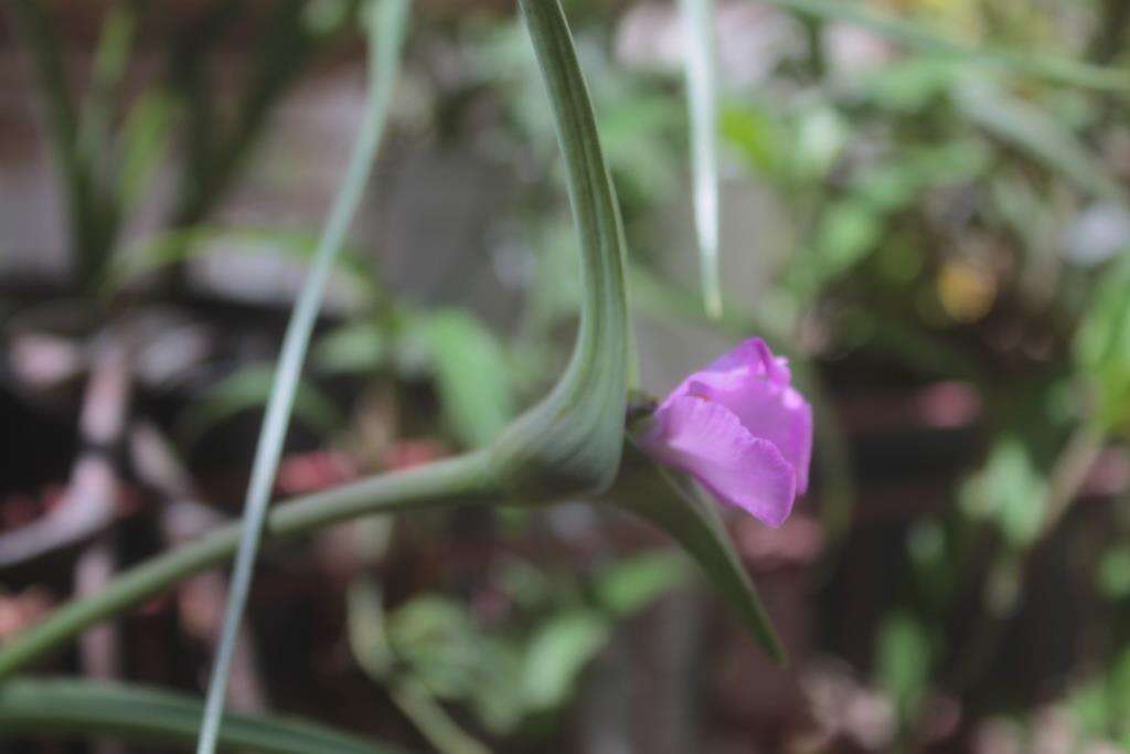 Слика од Tradescantia hirta D. R. Hunt