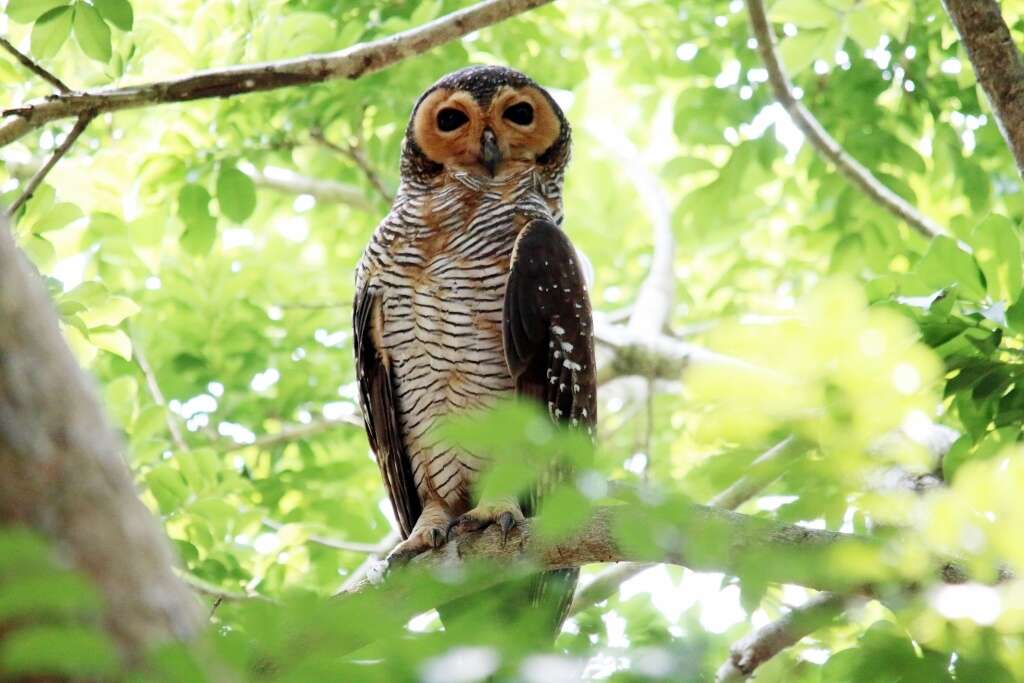 Image of Spotted Wood Owl