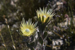 Image of Leucadendron bonum I. Williams