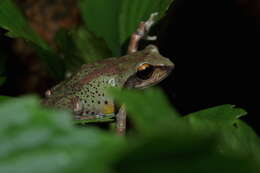 Image of Koadaikanal Bush Frog