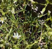 Image of brittle sandwort