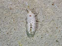 Image of Spilosoma dubia Walker 1855