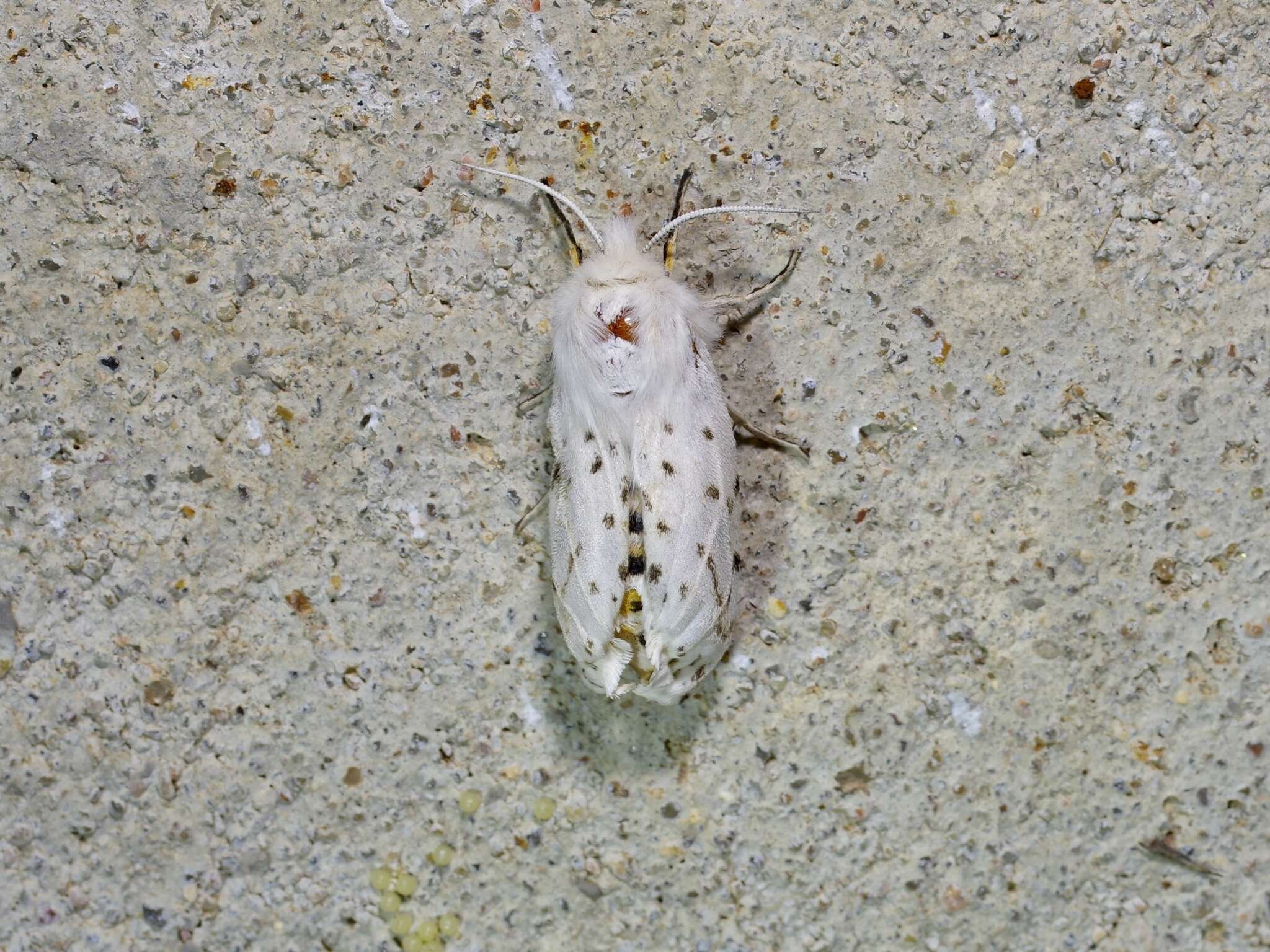 Image of Spilosoma dubia Walker 1855