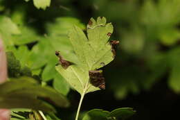 Sivun Phyllonorycter oxyacanthae (Frey 1855) kuva