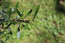 Image of wedge-leaf hopbush