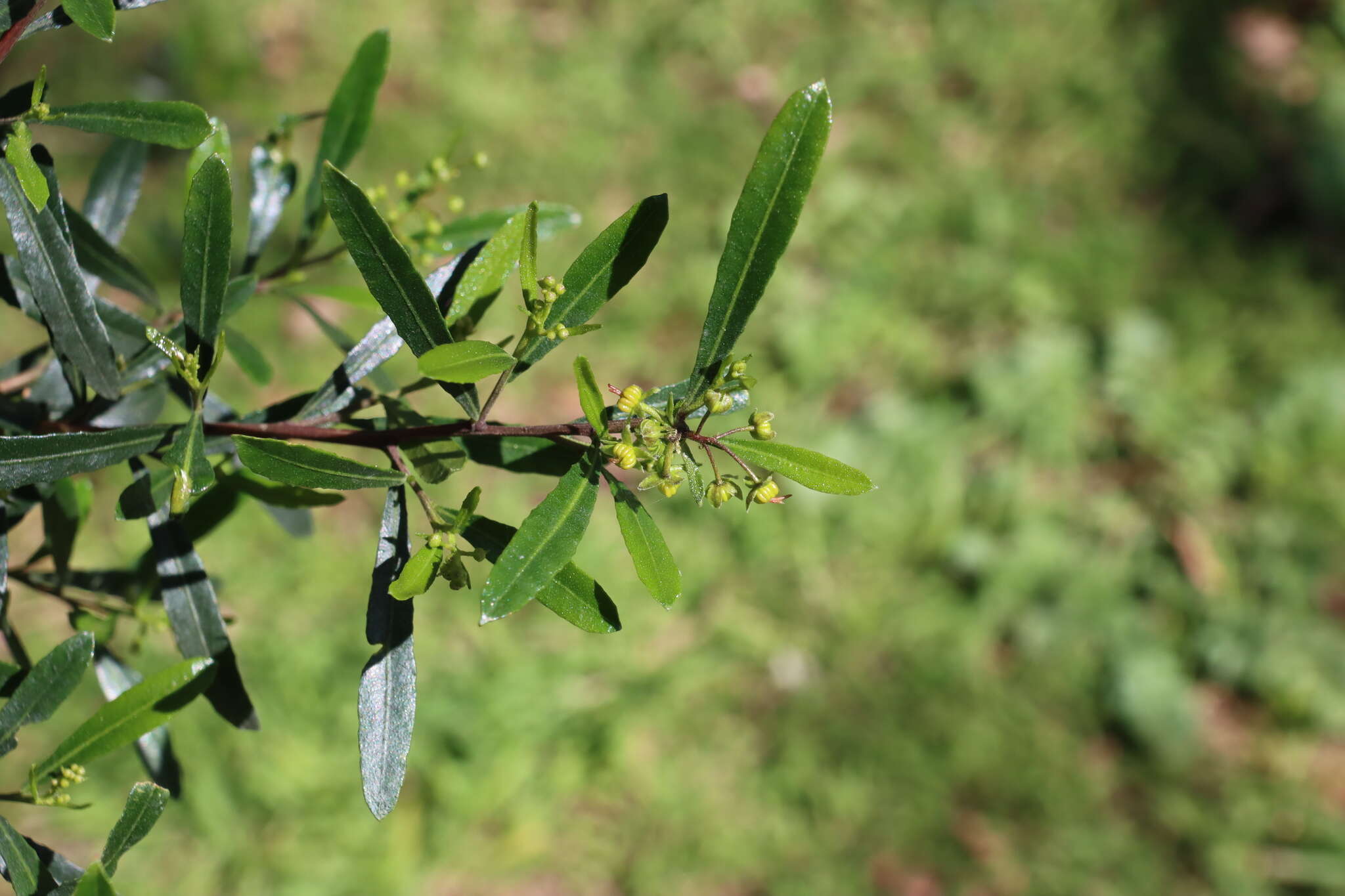 Image of wedge-leaf hopbush