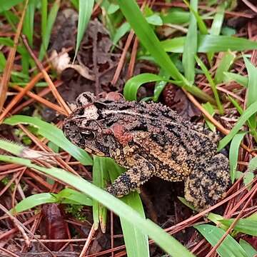 Image of Incilius porteri (Mendelson, Williams, Sheil & Mulcahy 2005)