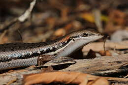 Image de Trachylepis elegans Peters 1854