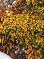 Image of racomitrium moss