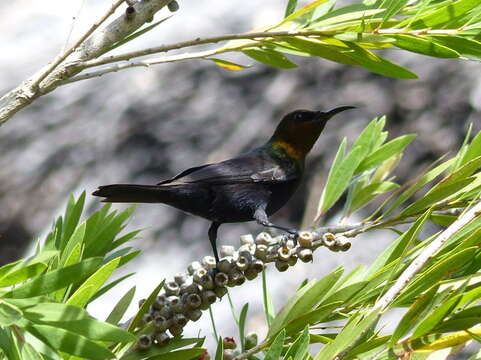 Image of Copper Sunbird