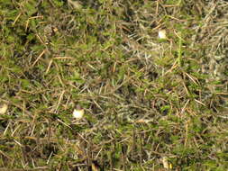 Image of Lemon-breasted Canary