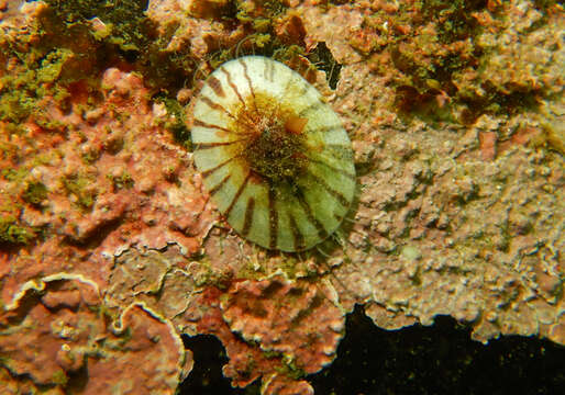 Image of golden limpet