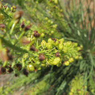 Image of Bulbine angustifolia Poelln.