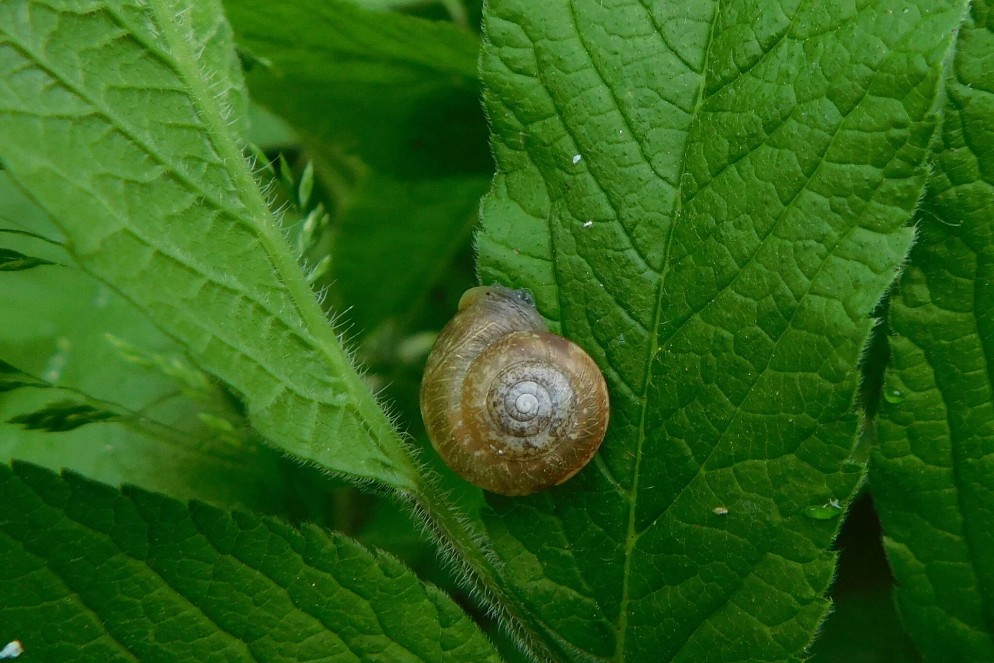 Image of Urticicola umbrosus (C. Pfeiffer 1828)