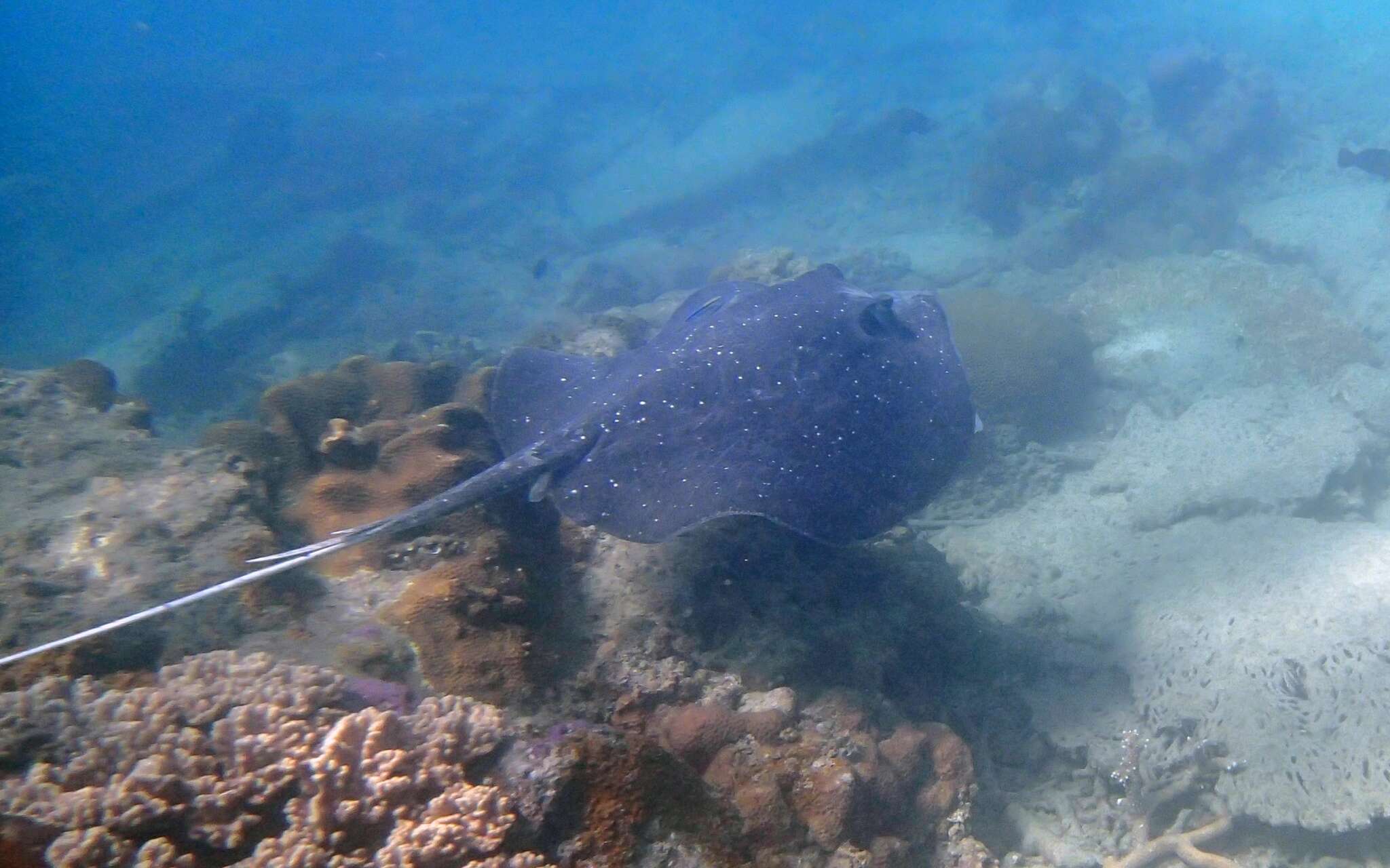 Imagem de Urogymnus granulatus (Macleay 1883)